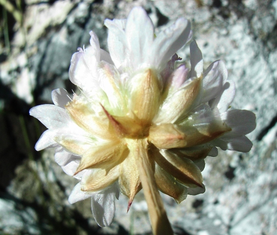 Armeria